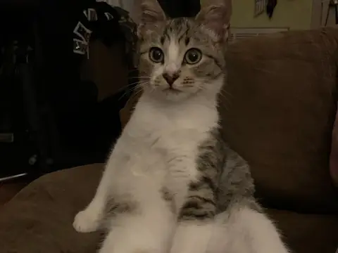 Pancho sitting back on the couch with both legs stretched out.