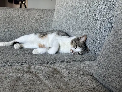 Pancho sleeping across the gray couch.