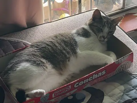 Pancho relaxing in a cardboard snack box by the window.