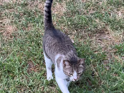 Pancho walking through the grass with his tail raised.