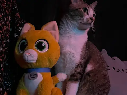 Pancho sitting beside a plush toy cat.