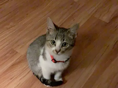 Pancho wearing a red collar and looking up from the floor.